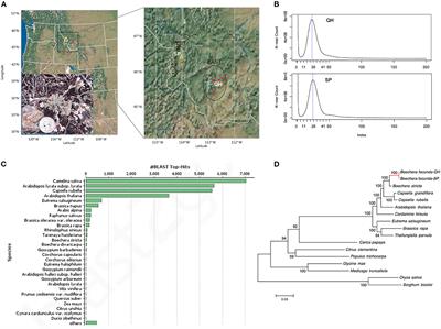 De novo Genome Assembly, Annotation, and SNP Identification of an Endangered Rockcress, Boechera fecunda